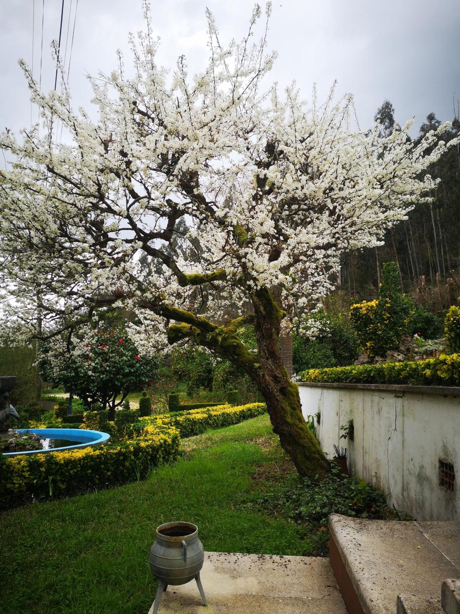 Quinta Das Aguias アヴェイロ エクステリア 写真
