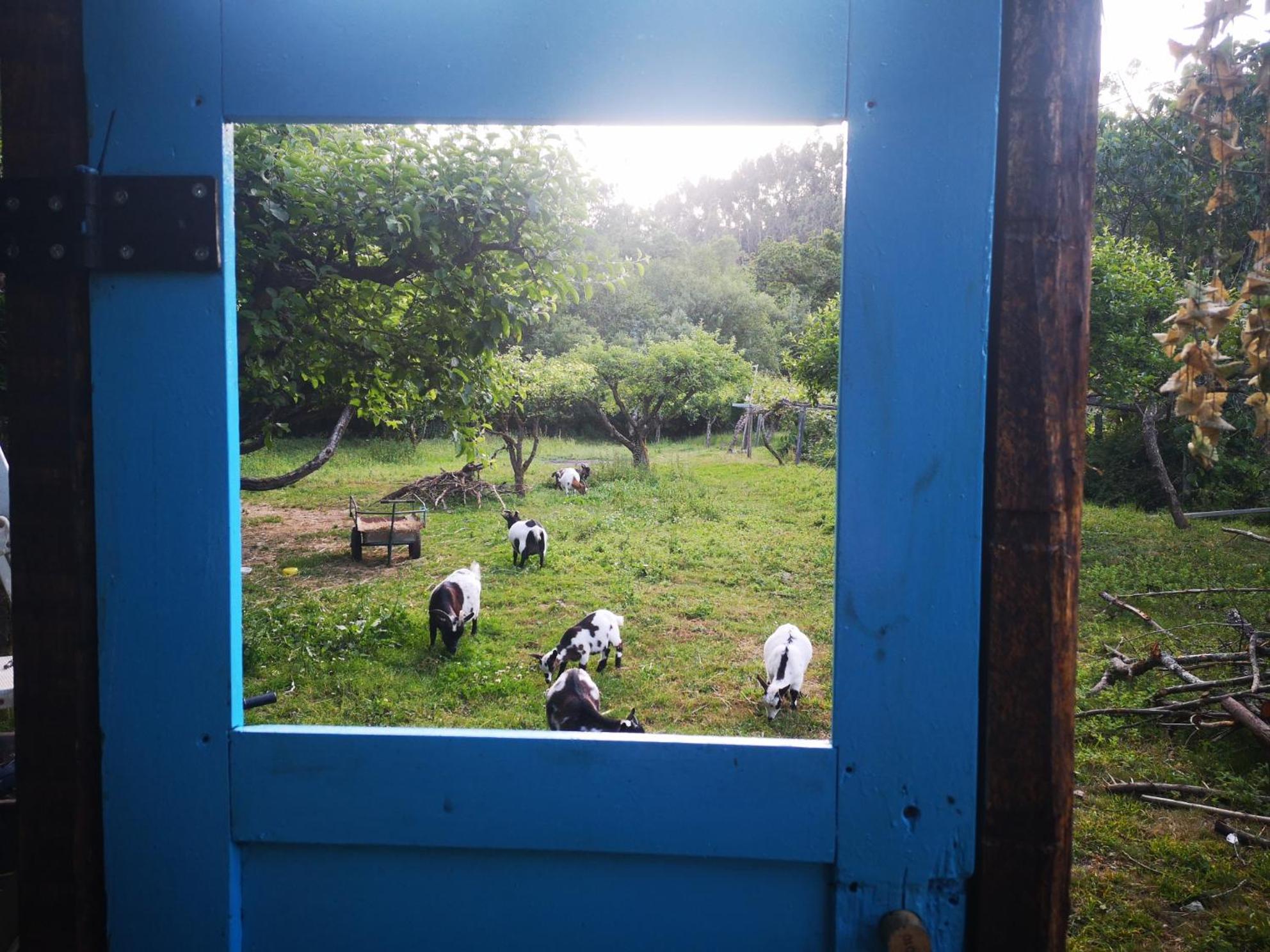Quinta Das Aguias アヴェイロ エクステリア 写真